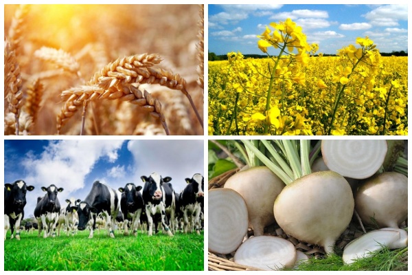 Животноводство